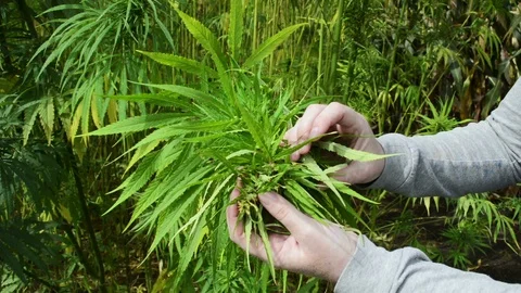 Hemp plant Stock Footage 98424042