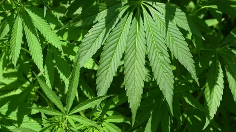 Hemp plant Stock Footage 156095829