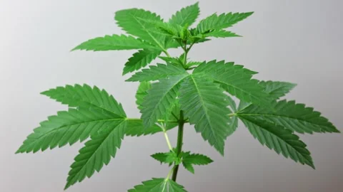 Hemp plant Stock Footage 280242932