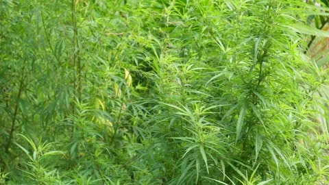 Hemp plant 스톡 동영상 344264218