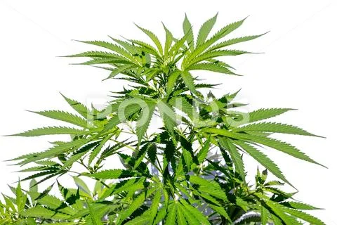 Hemp plant isolated on white background Stock Photos