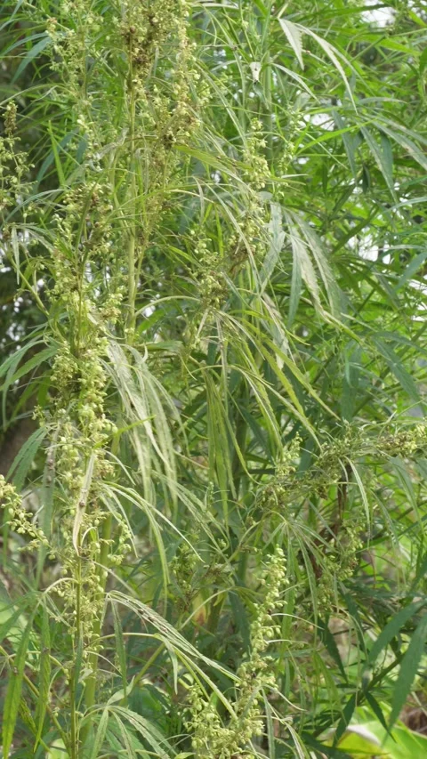 Hemp Plant with Leaves Vidéo 333904019