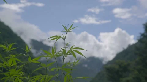 Hemp plant in mountain Stock Footage 201839920