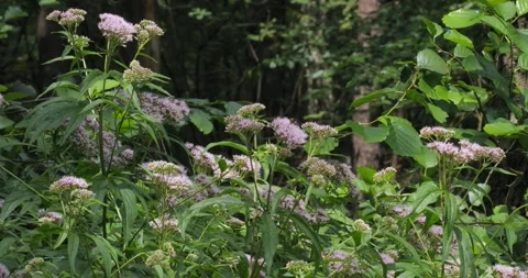 Hemp planter Eupatorium Cannabium in slow motion Stock-Footage 246508309