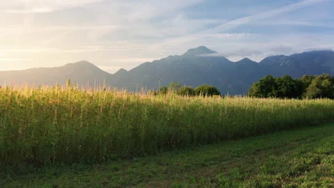 Hemp plants on field Stock Footage 142265486