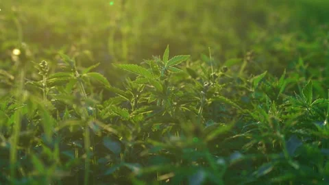 Hemp Plants In A Field In The Sunlight - close up Vídeos de archivo 154308523