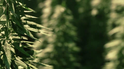 Hemp plants grow in a field during sunny weather at a farm Stock Footage 342059108
