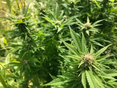 Hemp plants growing Stock Photos