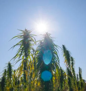 Hemp ripens under the sun Stock Photos