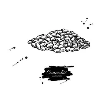 Hemp seed heap. Vector drawing. Hand drawn engraved illustration Stock Illustration