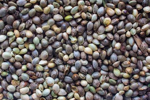 Hemp seeds background Stock Photos
