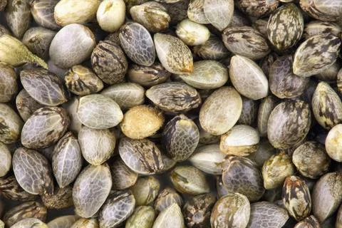 Hemp seeds background Foto stock