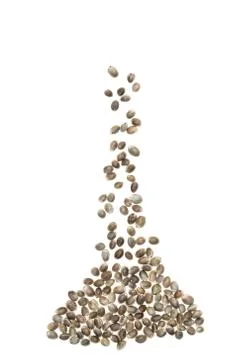 Hemp seeds falling down Stock Photos