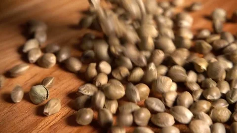 Hemp seeds falling in slow motion Stock Footage 77381058