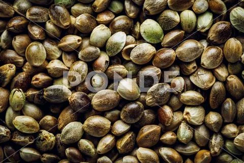 Hemp seeds macro background Stock Photos