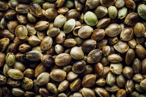 Hemp seeds macro background Stock Photos
