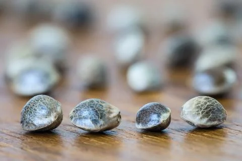 Hemp seeds macro Stock Photos