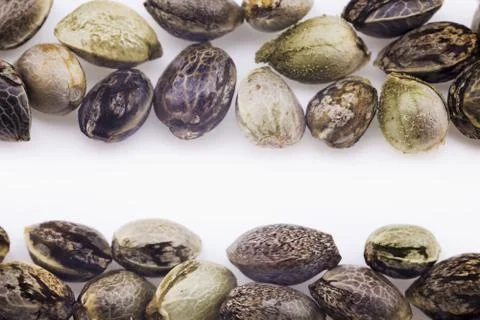 Hemp seeds Stock Photos
