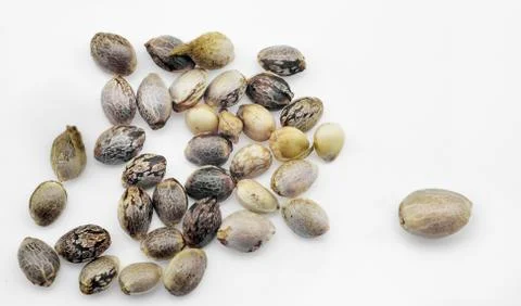 Hemp seeds Foto stock