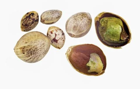 Hemp seeds Foto stock