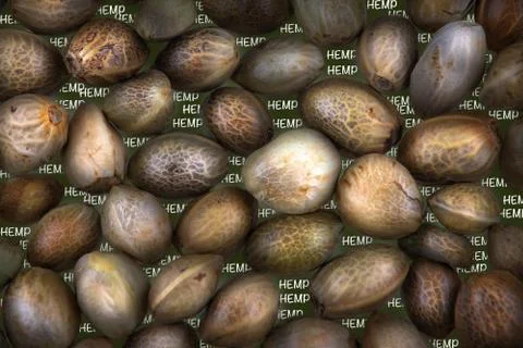 Hemp seeds Stock Photos