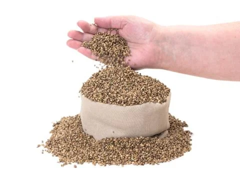 Hemp Seeds Stock Photos