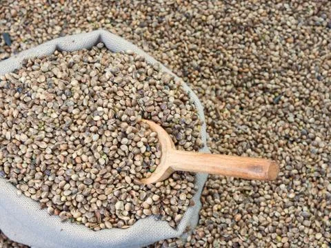 Hemp Seeds Stock Photos