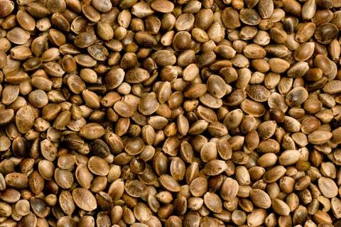 Hemp Seeds Stock Photos