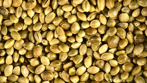 Hemp seeds on a turn table Stock Footage 315437122