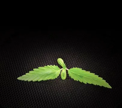 Hemp sprout young leaf Stock Photos