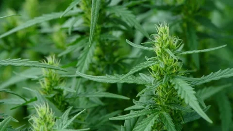 Hemp sways in the wind. Close-up shot of cannabis flowers. Stock Footage 170380335