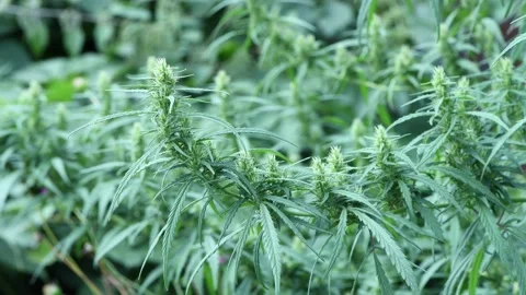 Hemp sways in the wind. Close-up shot of cannabis flowers. Stock Footage 170384851