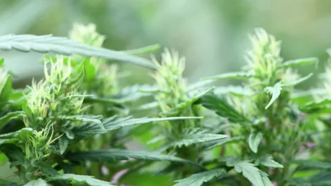 Hemp sways in the wind. Close-up shot of cannabis flowers Stock Footage 170385078