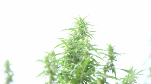 Hemp sways in the wind. Close-up shot of cannabis flowers on white. Stock Footage 170385481