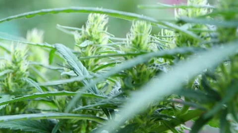 Hemp sways in the wind. Close-up shot of cannabis flowers. Stock Footage 170386700