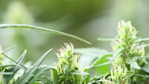 Hemp sways in the wind. Close-up shot of cannabis flowers. Stock Footage 221767116