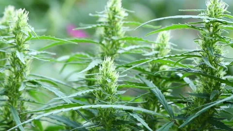 Hemp sways in the wind. Close-up shot of cannabis flowers. Stock Footage 221767913