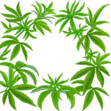 Hemp vector frame Stock Illustration