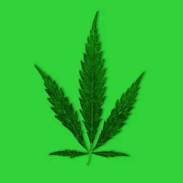 Hemp.Leaf of cannabis on a green background.Isolate Stock Photos