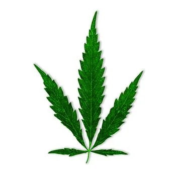 Hemp.Leaf of cannabis on a white background.Isolate Фото