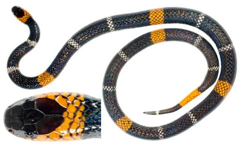 Hemprich's coral snake (micrurus hemprichii ortoni). a venomous snake from th Stock Photos