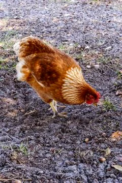 Hen actively scratching in farmyard for bugs Stock Photos