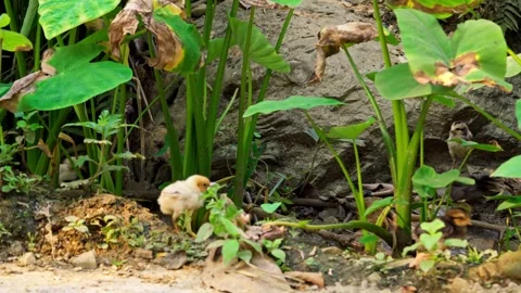 Hen And Baby Chicks Foraging Outdoors Video stock 344019951