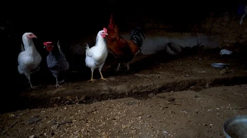 Hen and chicken checking around in the coop, su01 Stock Footage 106615953