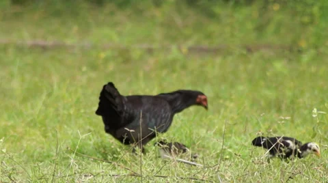 Hen and chicken Stock Footage 32288915