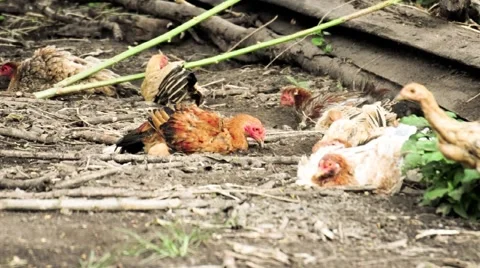 Hen and chicken Stock Footage 67557013