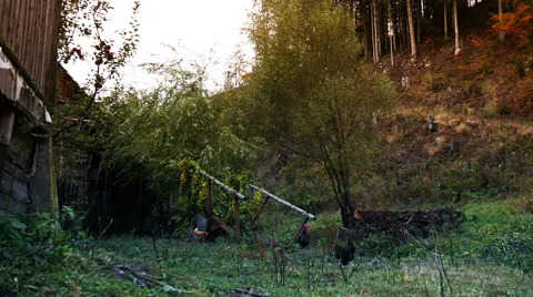 Hen and Chickens at Farm Stock Footage 56059341