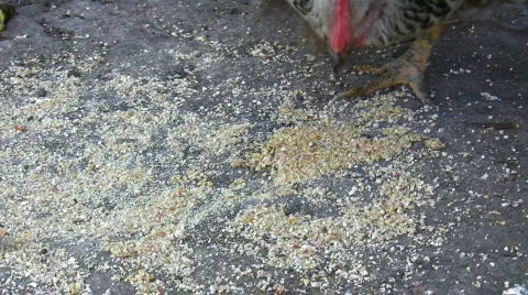 Hen and chickens Stock Footage 486405