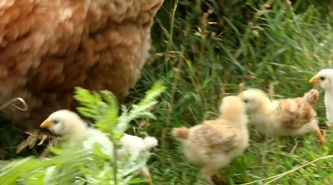 Hen and chickens Video stock 850563