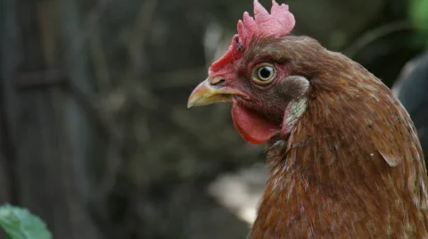 Hen and chickens Stock-Footage 851590